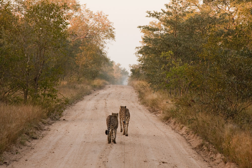 Cheetah in Sabi Sands Private Game Reserve, South Africa.