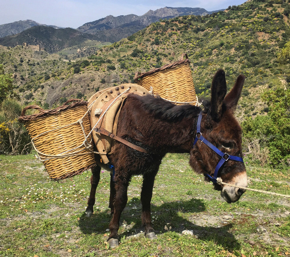 7 reasons you should hike Italy’s Cammino Basiliano Insight Guides Blog