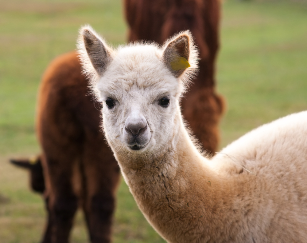 Peru's wildlife Do you know your llamas from your alpacas? Insight