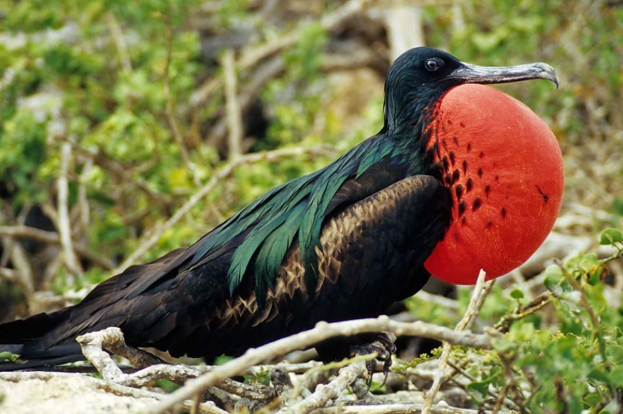 The Best National Parks in Costa Rica Insight Guides