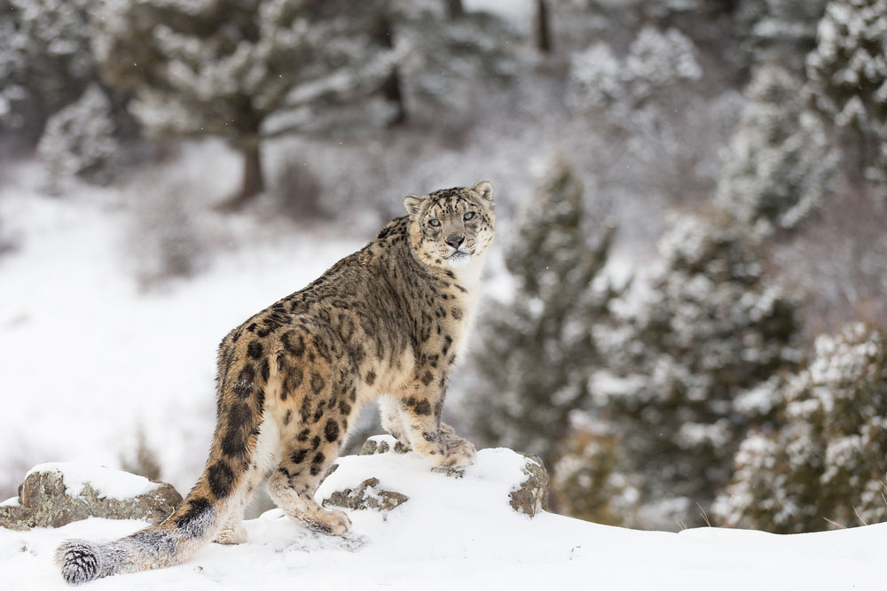 9 adventure vacations in the Indian Himalayas | Insight Guides Blog