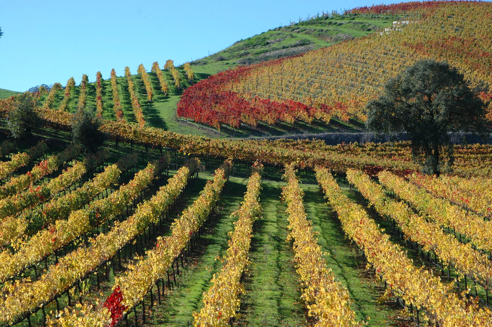 Best wine countries in the world Insight Guides Blog