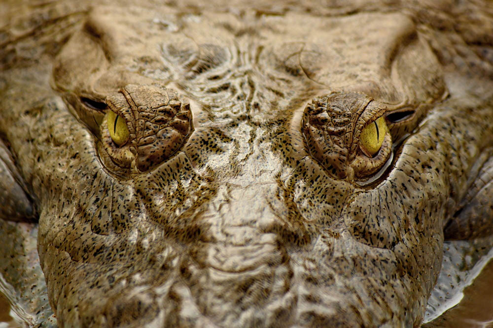 10 endangered species in Costa Rica Insight Guides Blog