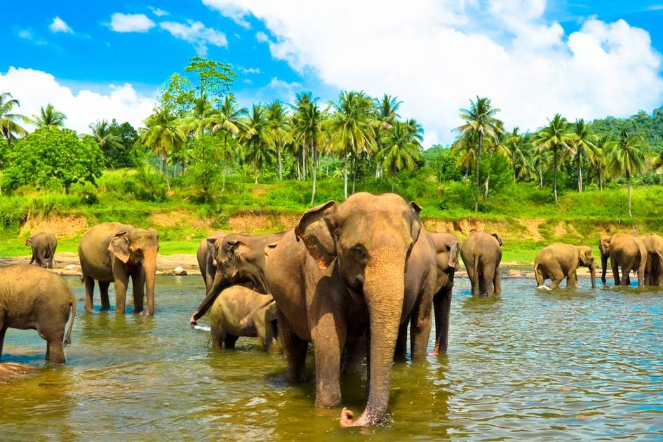 Elephant group in the water