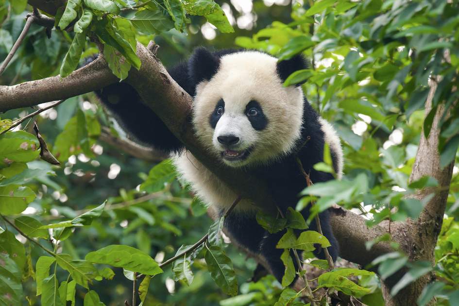 Wildlife In China Insight Guides Blog Wildlife In China Insight Guides Blog