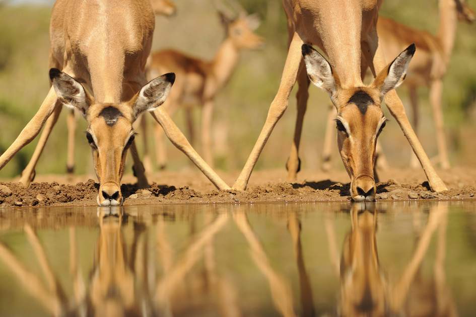 Impala (aepyceros melampus) reflected in waterhole while drinking. Zululand. Photo: Shutterstock Impala (aepyceros melampus) reflected in waterhole while drinking. Zululand