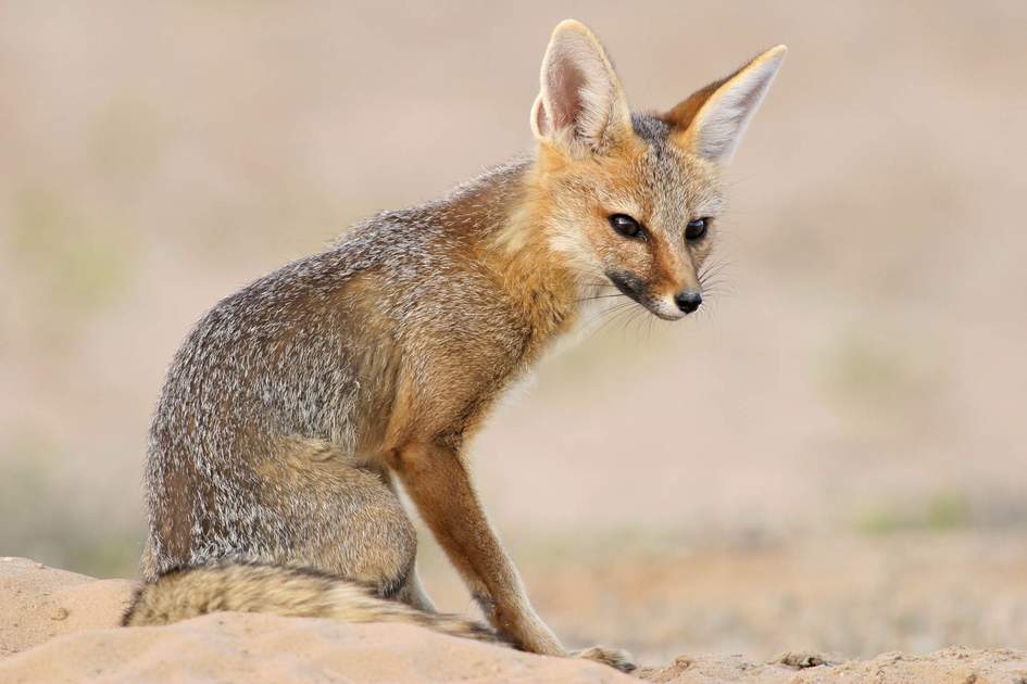 Cape fox (Vulpes chama) sitting outside its den, Kalahari desert, South Africa