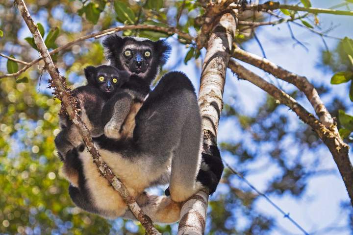 Wild Madagascar - image 3