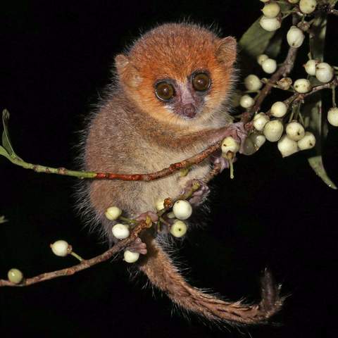 Madagascar Rabbit This 18-day holiday in Madagascar tours the island’s highlights