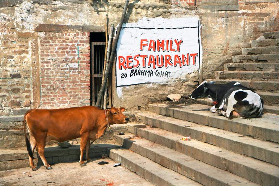 Holy cows in the holy city of Varanasi, India