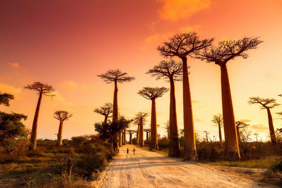 Weird and wonderful Baobab trees at sunset, Madagascar.