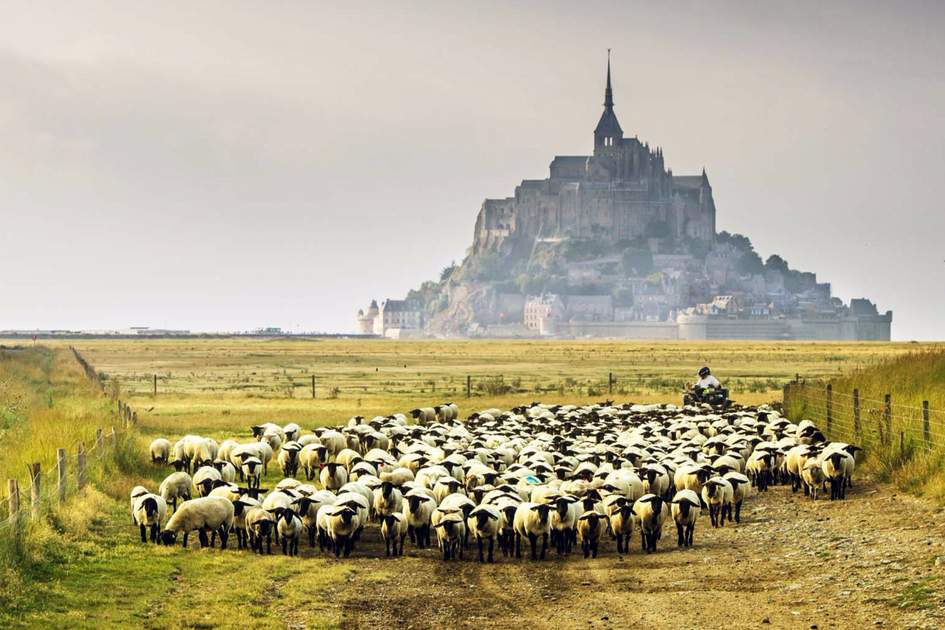 Herd of sheep near Mont-Saint-Michel, Normandy