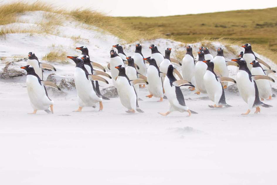 Chilean Patagonia Gentoo penguin colony running along the beach