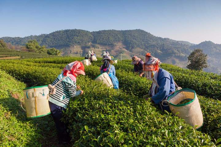 The Cameron Highlands in a Nutshell - image 1