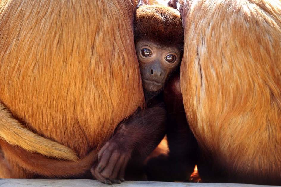 Red howler monkeys with baby