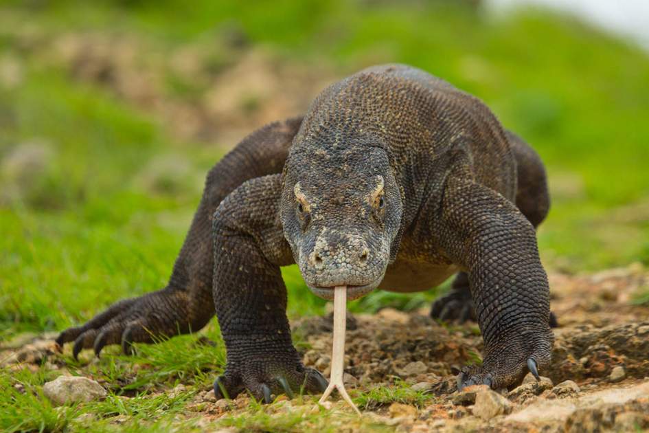 Komodo dragon in Komodo National Park. Photo: Shutterstock Komodo dragon in Komodo National Park. Photo: Shutterstock