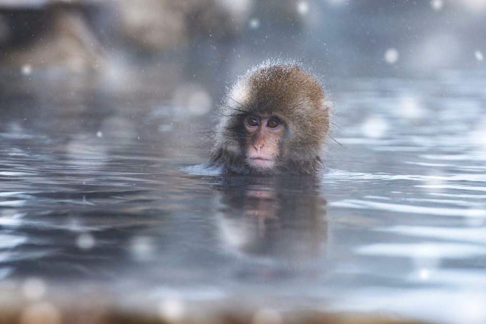 Japanese macaque bathing in hot springs, Nagano, Japan