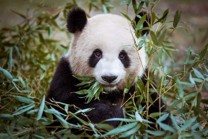 Sichuan Specialities: Chengdu, Temples and Pandas - image 6