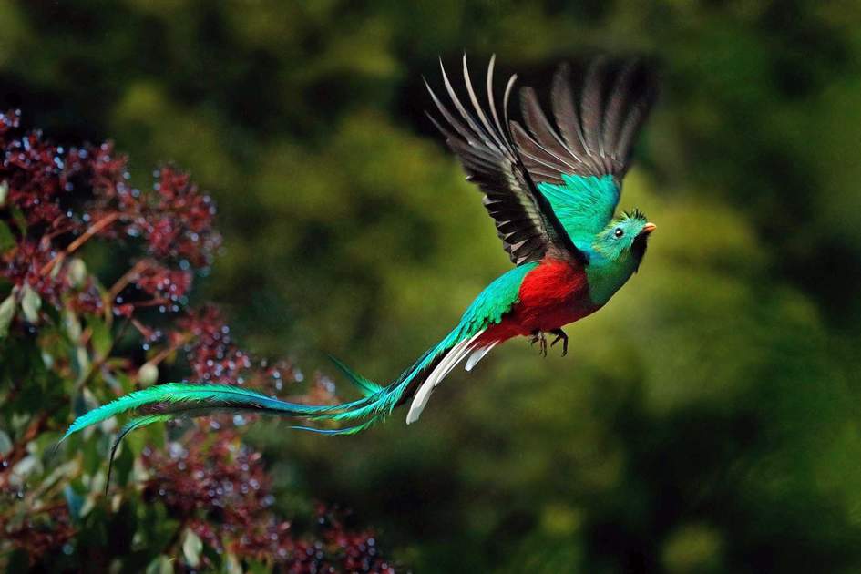 Flying Resplendent Quetzal, Pharomachrus mocinno, Savegre in Costa Rica. Photo: Shutterstock