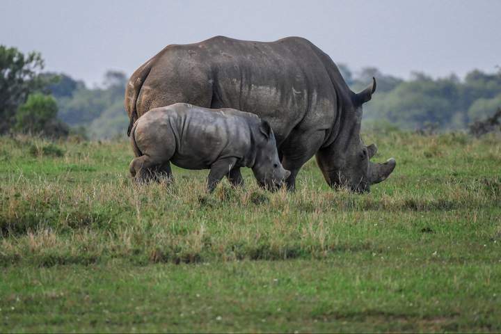 Family Safari in Kenya - image 1