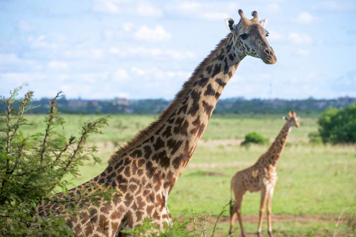 Bush To Beach Safari - image 1