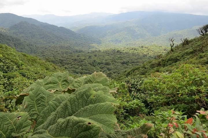 Discover Northern Costa Rica - image 5