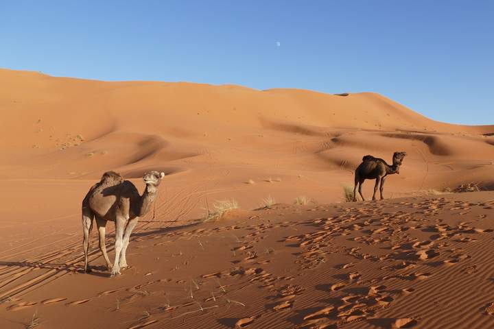 Moroccan Cities and Ultimate Sahara - image 5