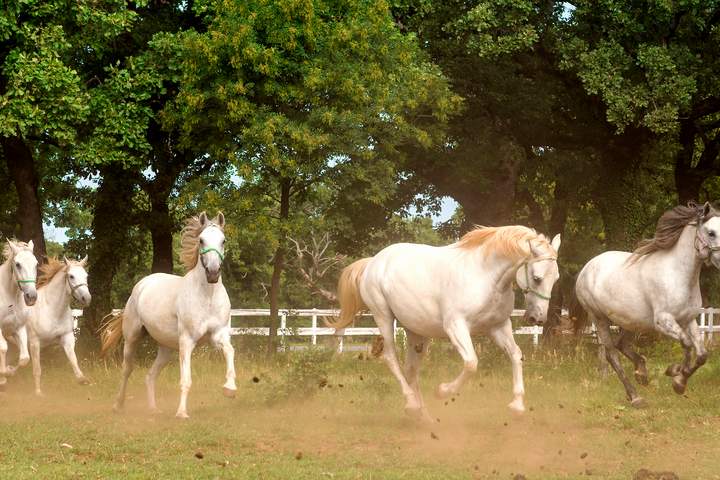 Trieste - a combination of hiking and culture - image 3