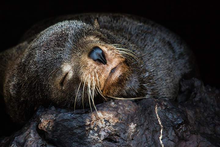 Best Machu Picchu and Galapagos Islands Tour Package - image 5