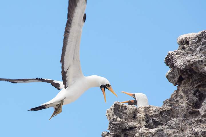 Best Machu Picchu and Galapagos Islands Tour Package - image 4