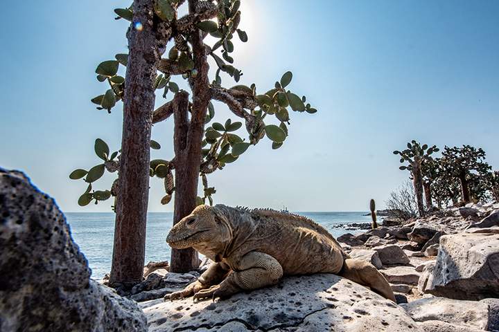 Best Machu Picchu and Galapagos Islands Tour Package - image 3