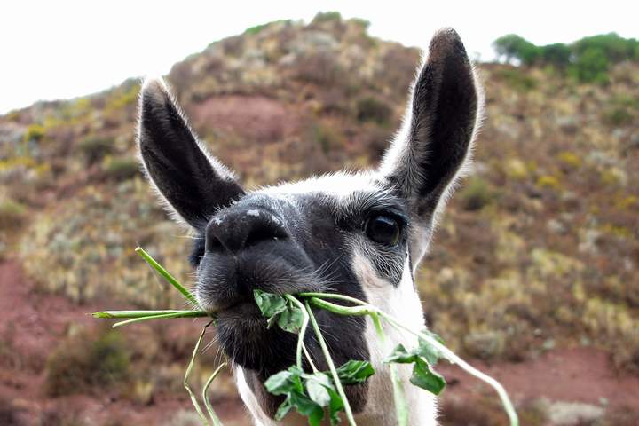 Best Machu Picchu and Galapagos Islands Tour Package - image 10
