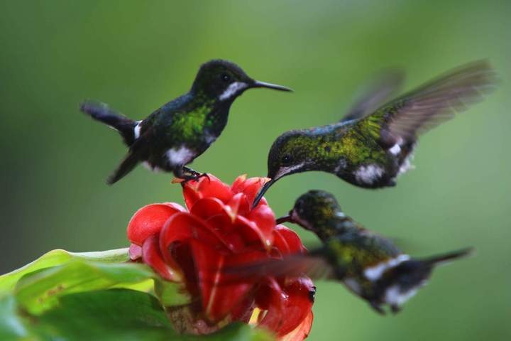 Pure Nature in Northern Ecuador - image 5