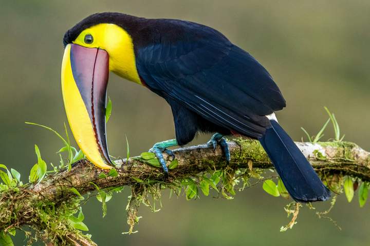 Pure Nature in Northern Ecuador - image 4