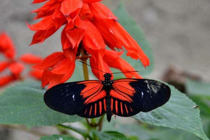 Pure Nature in Northern Ecuador - image 2
