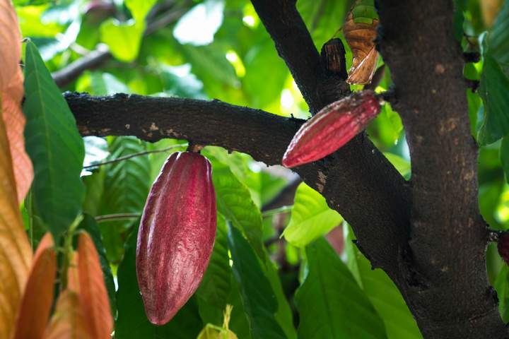 Pure Nature in Northern Ecuador - image 8