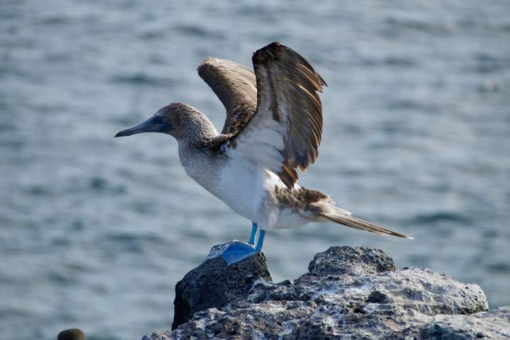 The Inca Mysteries & a Galapagos Islands Cruise - image 11