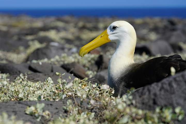 The Inca Mysteries & a Galapagos Islands Cruise - image 10
