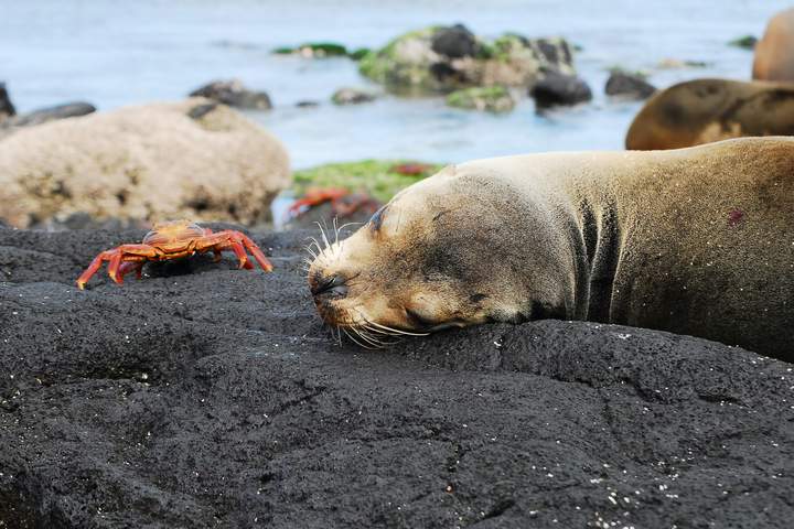 The Inca Mysteries & a Galapagos Islands Cruise - image 9