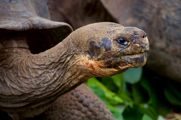 The Inca Mysteries & a Galapagos Islands Cruise - image 8