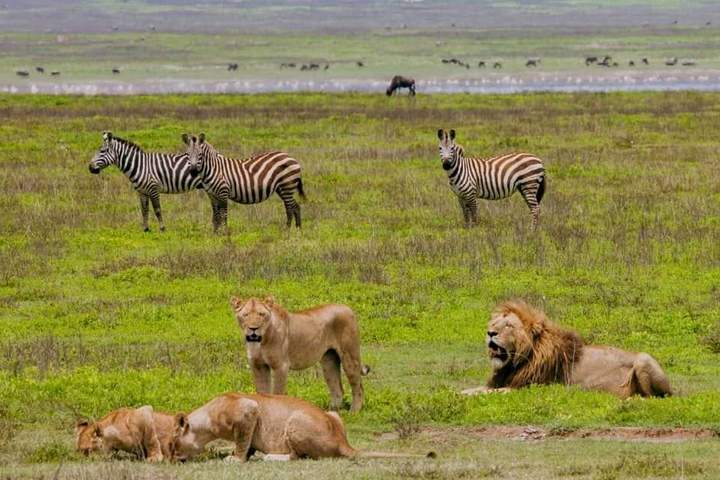 3-Day safari Lake Manyara, Ngorongoro Crater, and Tarangire - image 3