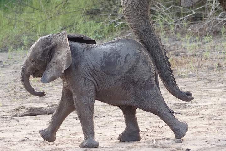 3-Day safari Lake Manyara, Ngorongoro Crater, and Tarangire - image 2