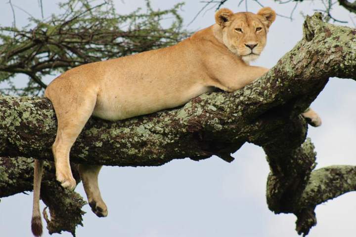3-Day safari Lake Manyara, Ngorongoro Crater, and Tarangire
