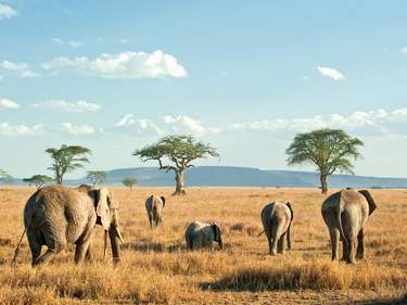 3-Day safari Lake Manyara, Ngorongoro Crater, and Tarangire