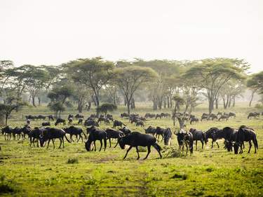 7 Day-Serengeti Wildebeest Migration Safari