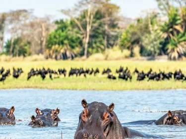 Amboseli Discovery with lake Naivasha & Elementaita