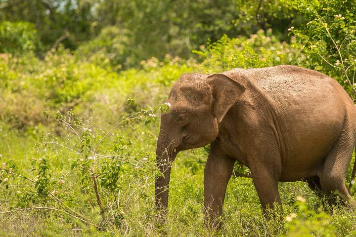 Sri Lanka in ecolodges and unique accommodations - image 13