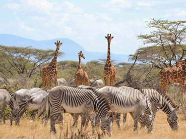 Aberdare and Samburu Discovery - Kenya safari