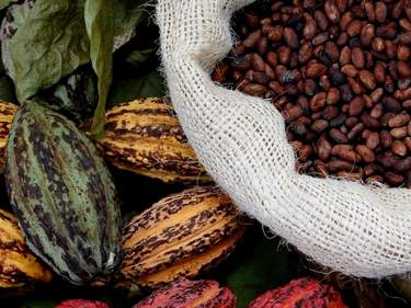 A Sensory Journey into the Heart of Ecuadorian Cacao