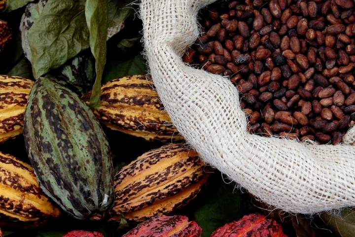 A Sensory Journey into the Heart of Ecuadorian Cacao - image 2